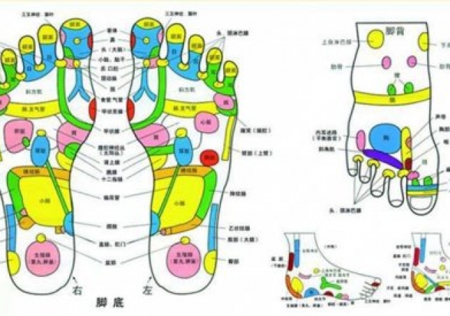 觀察足部可以從中了解全身器官健康狀況